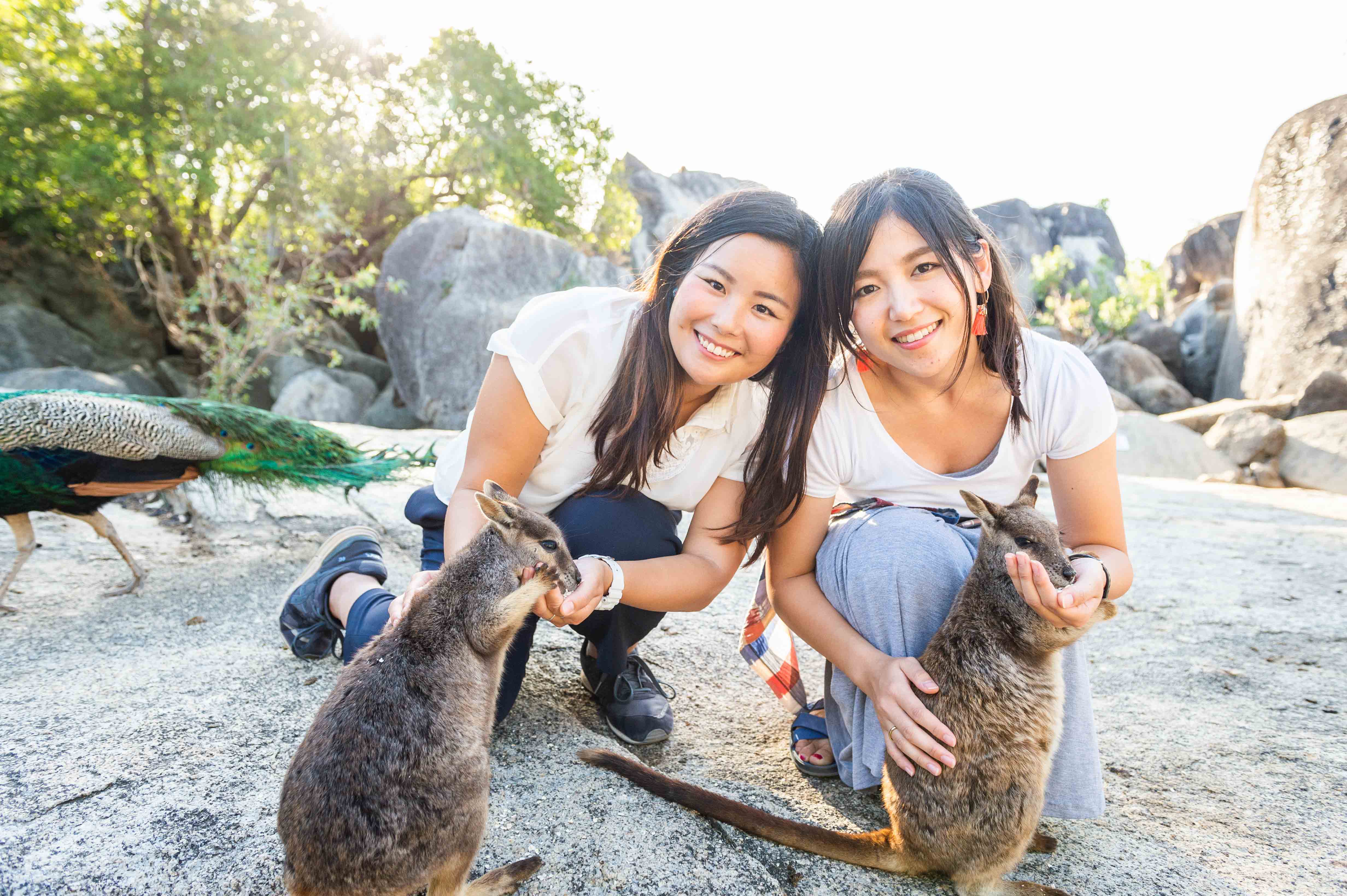 wallaby